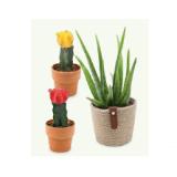 Promotion Bild von Afrika-Grünpflanze Aloe vera/Kaktus  veredelt HOFER 1 Stück