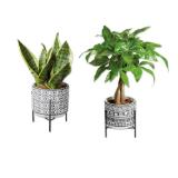 Easy Care Pflanze in Keramik mit Metallgestell Verschiedene Designs Lidl 1 Stück