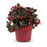 Gaultheria HOFER 1 Stück