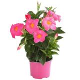 Dehner Dipladenie versch. Farben Dehner 1 Stück