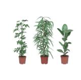 Grünpflanze Verschiedene Arten Lidl APP Preis 1 Stück