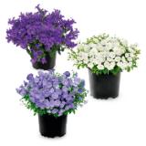 Glockenblume HOFER 1 Stück