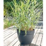 Bild von Deroma Pflanztopf „Ninfea“ 30449934 BayWa 1 Stück