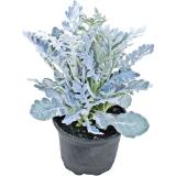 Plantiflor Silberblatt 312192 HELLWEG 1 Stück