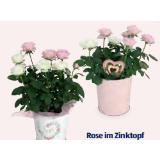 Blühpflanze Valentin Rose im Zinktopf HOFER 1 Stück