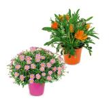 Italienische Blühpflanze versch. Sorten HOFER 1 Stück