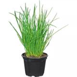 Plantiflor Gourmetkräuter versch. Sorten 915790 HELLWEG 1 Stück