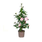 Kamelie HOFER 1 Stück