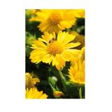 Bild von Plantiflor Staudenkollektion „Indian Summer“ versch. Sorten 921123 HELLWEG 1 Stück