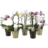 Phalaenopsis Bogen, Preisangabe ohne MwSt. (Preis inkl. MwSt. 18,07 €), METRO 1 Stück
