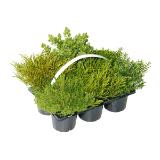 Plantiflor Herbsttray 471999 HELLWEG 6 Stück