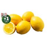 Echt Bio Zitronen jö Bonus Club Preis Penny 500 Gramm 1 Netz