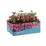 Fuchsien Verschiedene Blütenfarben Lidl 6 Stück