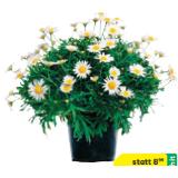 Margeriten Busch 42863086 BayWa 1 Stück