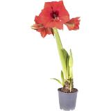 Hippeastrum Amaryllis, Preisangabe ohne MwSt. (Preis inkl. MwSt. 6,77 €), METRO 1 Stück
