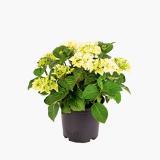 Plantiflor Gartenhortensie 916878 HELLWEG 1 Stück
