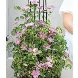Waldrebe Clematis-Hybride Dehner