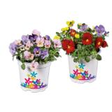 Hornveilchen Mix Lidl 1 Stück