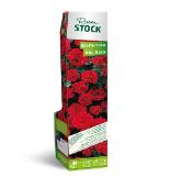 Rosenstock versch. Sorten HOFER 1 Stück