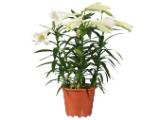 Lilien Longiflorum Lidl 1 Stück