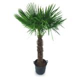 Fächerpalme HOFER 1 Stück