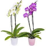 Orchidee Phalaenopsis in Keramik Penny 1 Stück