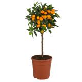 Dehner Kumquat Topf Ø20 cm Dehner 1 Stück