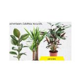 Grünpflanze im 19-cm-Topf versch. Sorten HOFER 1 Stück