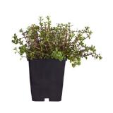 Dehner Bio Bio Feld-Thymian, Topf Ø9 cm Dehner 1 Stück