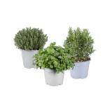 Italienische Kräuter Rosmarin, Oregano, Thymian oder Minze Lidl 1 Stück