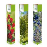 Baumvariationen/Duftrosen versch. Sorten HOFER 1 Stück