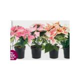 Bart und Bastian Weihnachtsstern verschiedene Sorten Sutterlüty 1 Stück