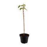 Dreilappige Papau Indianerbanane 5-Liter-Topf Bellaflora 1 Stück