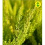 Baumheide 30422738 BayWa 1 Stück