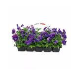 Hornveilchen 492768 HELLWEG 10 Stück