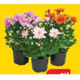 Chrysantheme 42782495 BayWa 1 Stück