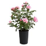 Bild von ADR-Rosen Rosa-Hybride versch. Sorten, im 4-l-Topf Dehner 1 Stück