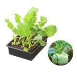Bild von Dehner Kohlrabi Weiss Dehner 12 Stück