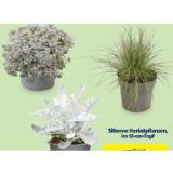 HERBSTPFLANZEN-MIX Silberne Herbstpflanzen, im 12-cm-Topf HOFER 1 Stück