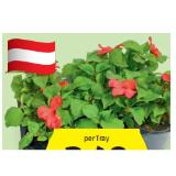 Beetpflanzen diverse Blüh- und  Blattschmuckpflanzen HOFER 6 Stück