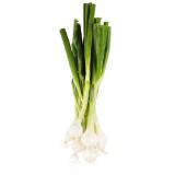 Jungzwiebeln BILLA PLUS 1 Bund