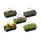 Frühlingsblüher Verschiedene Arten und Blütenfarben Lidl 10 Stück