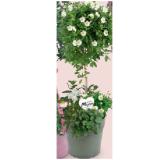 Exklusive Stämmchen und Körbe Muttertag Kunststoff-Topf, Ø 24 cm, Enzian-Stämmchen HOFER 1 Stück