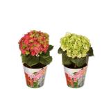 Hortensie im Topfcover Verschiedene Blütenfarben Lidl 1 Stück