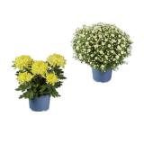 Deko- oder Buschchrysanthemen Verschiedene Blütenfarben Lidl 1 Stück