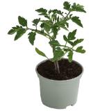 Runde Tomate Dehner 1 Stück