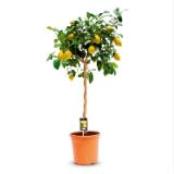 Zitronenbaum HOFER 1 Stück