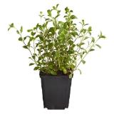 Dehner Bio Bio Rotes Teppich-Seifenkraut, Topf Ø9 cm Dehner 1 Stück