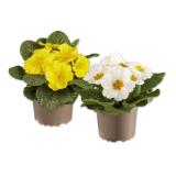 Primel Lidl 1 Stück