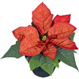 Weihnachtsstern Mini mit Glitter, Preisangabe ohne MwSt. (Preis inkl. MwSt. 2,47 €), METRO 1 Stück